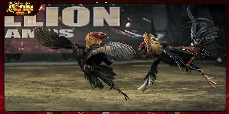 Bí quyết chơi Đá gà IWIN hiệu quả cho người mới